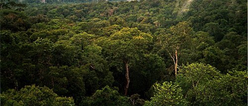 Amazon rainforest