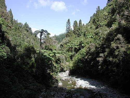 Akatarawa Forest