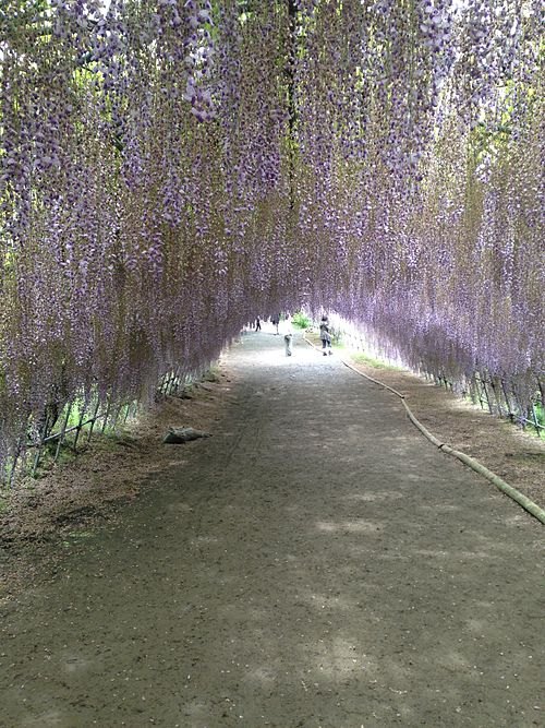 Kawachi Wisteria Garden