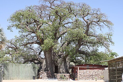 Ombalantu Baobab