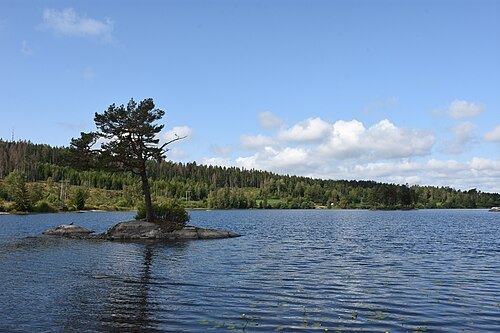 Våg