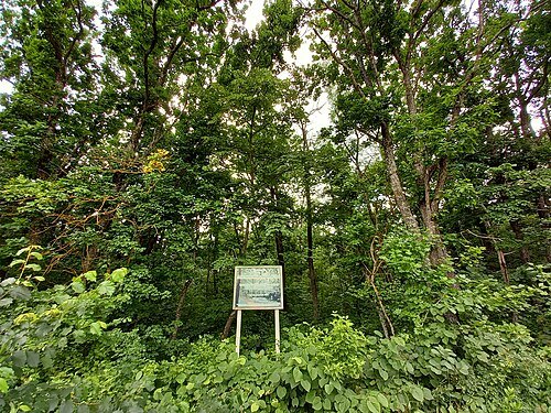 Hîncești Forest