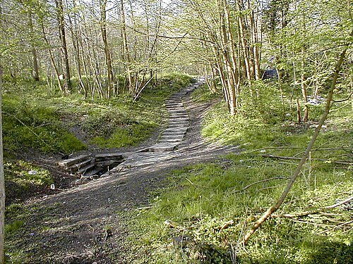 Bois de Colfontaine