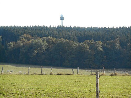 Freyr forest