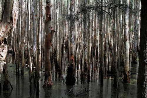 Coombabah Lake Conservation Park