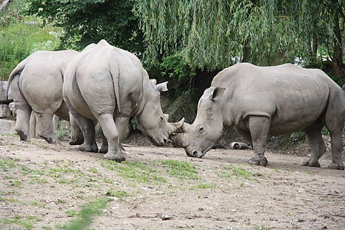 Salzburg Zoo