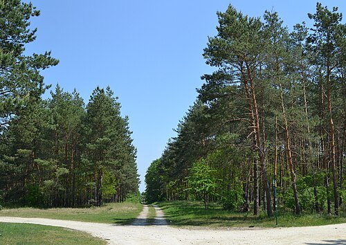Boří Les