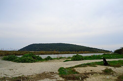 Salaora