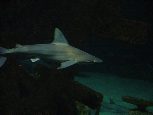 Shark Reef at Mandalay Bay