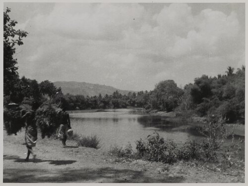 Kokok Dodokan
