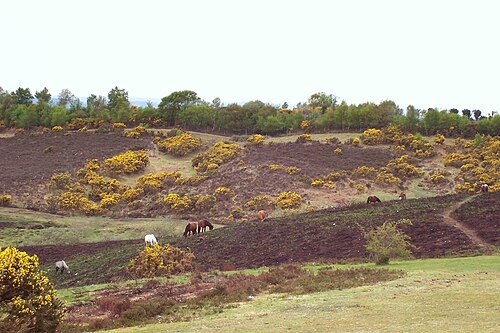 New Forest