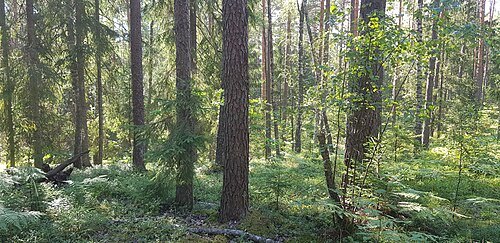 Driksnis Heath Nature Park