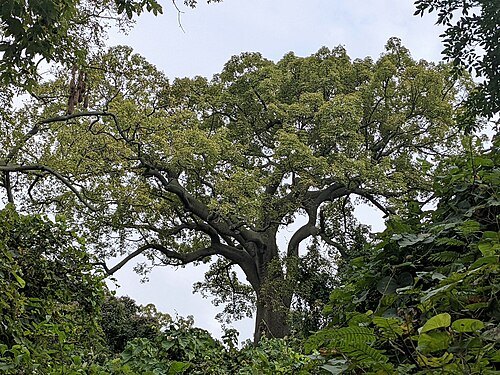 Cerro Blanco Forest