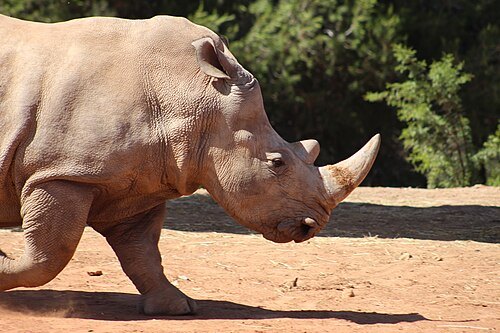 Rabat Zoo