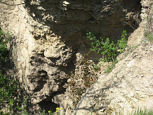 Fauna fossil near Calfa