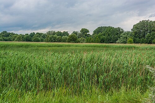 Lebăda albă