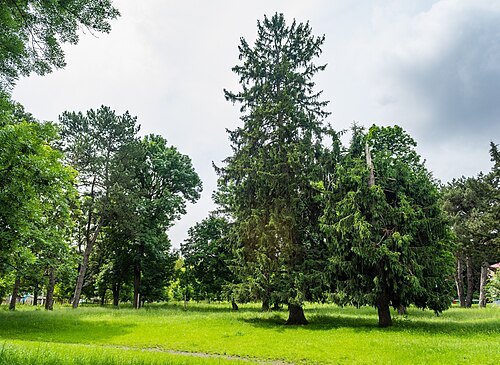 Park of Cuhureștii de Sus
