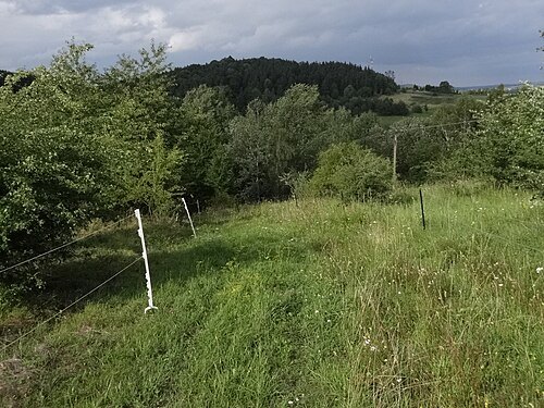 Cvičák
