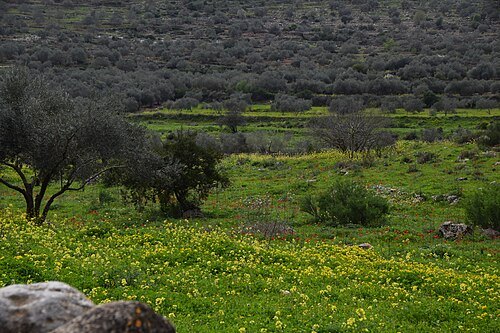 Wadi Qana