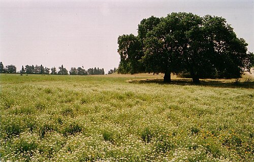 HaSharon Park
