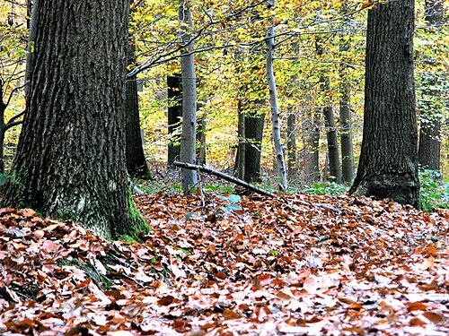 Buggenhoutbos