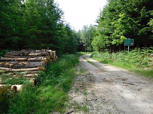 Anlier forest