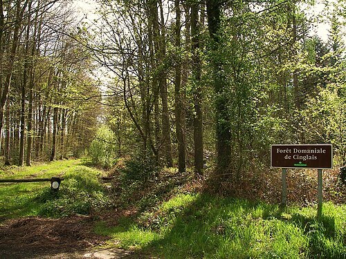 Forêt de Cinglais