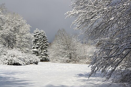 Haye Forest