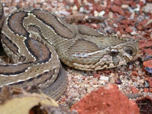 Mrugavani National Park