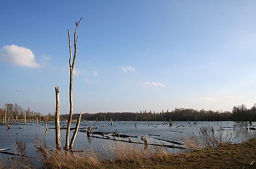 Marais d’Harchies – Hensies – Pommerœul