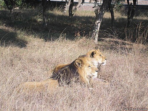 Lahore Zoo