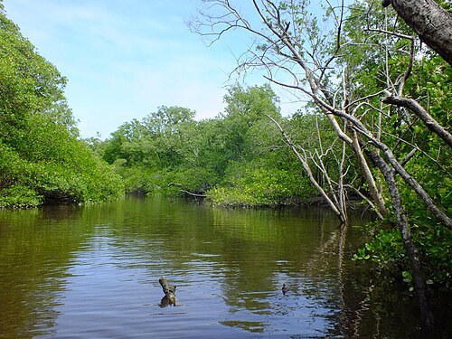 Tavares River