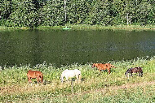 Ratasjärv