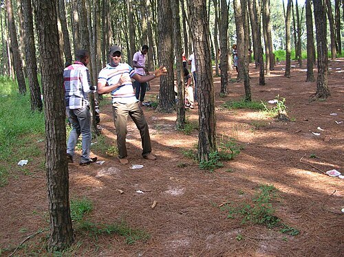 Ngwo Pine forest