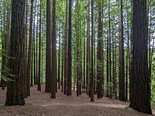 Sequoia Park of Monte Cabezón