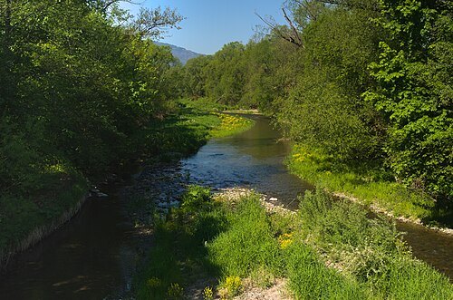 Żylica