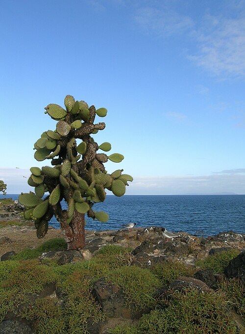 Santa Fe Island
