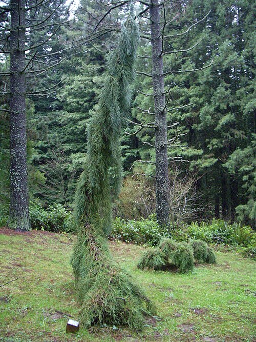 Hoyt Arboretum