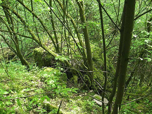 Kalodziežny Roŭ