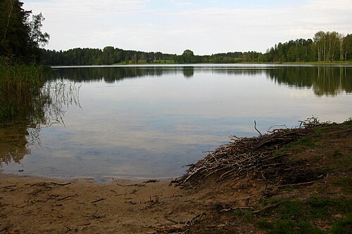 Valgjärv