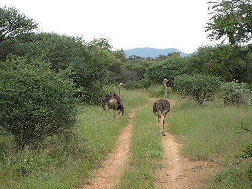 Mokolodi Nature Reserve