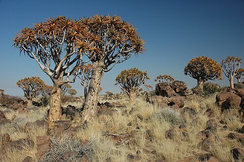 Quiver Tree Forest