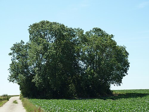 Tumulus of Betz