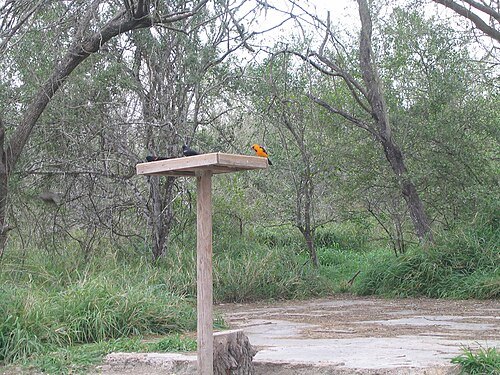 Bentsen-Rio Grande Valley State Park