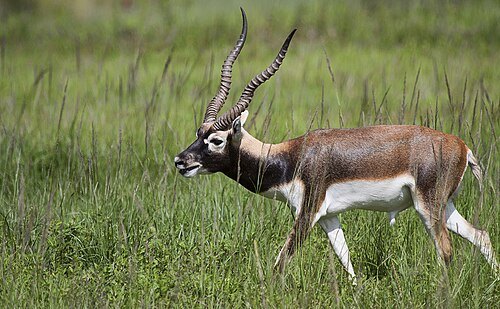 Blackbuck Conservation Area