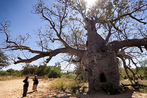 Boab Prison Tree