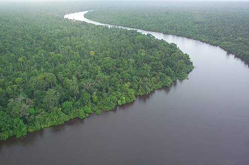 Borneo peat swamp forests