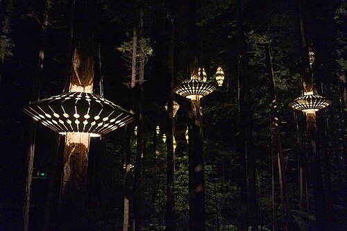 Redwoods Forest