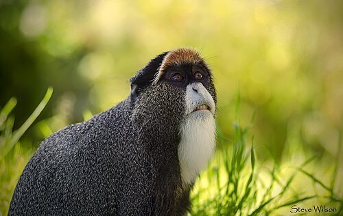 Brazzaville Zoo