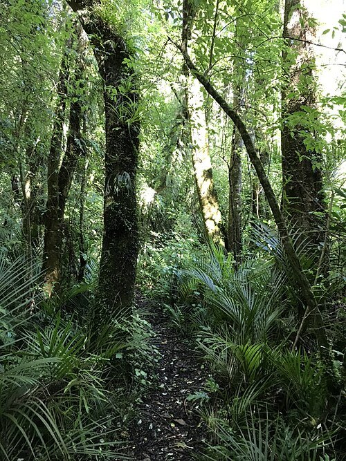 Bushy Park / Tarapuruhi